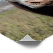 Kühe im eingezäunten Gebiet Poster (Ecke)