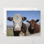 Kühe im eingezäunten Gebiet Postkarte (Vorne/Hinten)