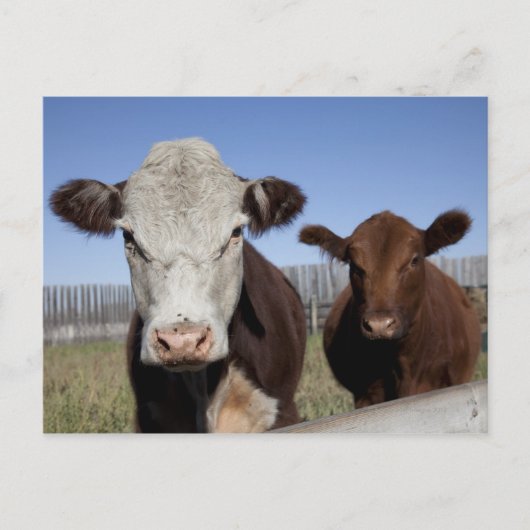 Kühe im eingezäunten Gebiet Postkarte (Vorderseite)
