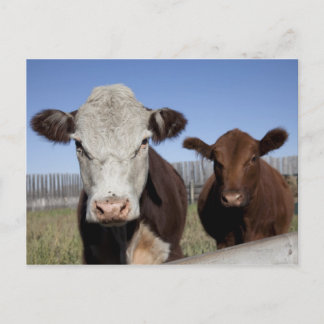 Kühe im eingezäunten Gebiet Postkarte
