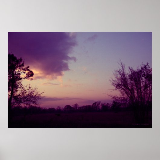 Kühe im Feld Poster (Vorne)