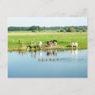 Kühe im Foto Landschaft der Meadow River Postcard Postkarte