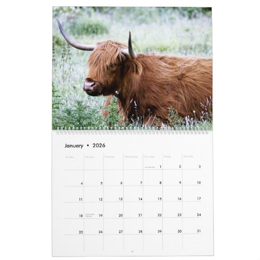 Kühe im Hochland - 12 Monate im Hochland - Kalender (Jan 2026)