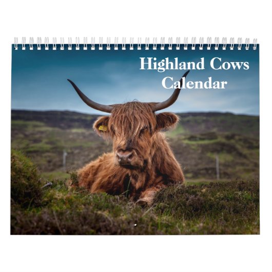 Kühe im Hochland 2025 Kalender (Titelbild)