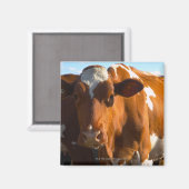 Kühe im landwirtschaftlichen Betrieb Magnet (Vorderseite/Rückseite)