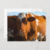 Kühe im landwirtschaftlichen Betrieb Postkarte (Vorne/Hinten)