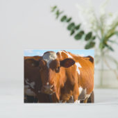 Kühe im landwirtschaftlichen Betrieb Postkarte (Stehend Vorderseite)