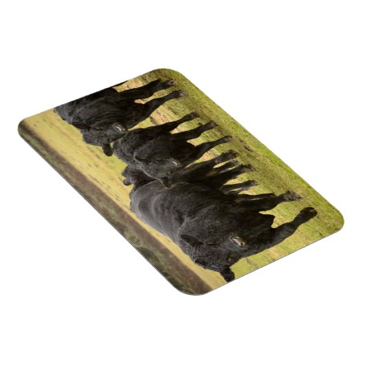 Kühe im Regen Magnet (Rechte Seite)