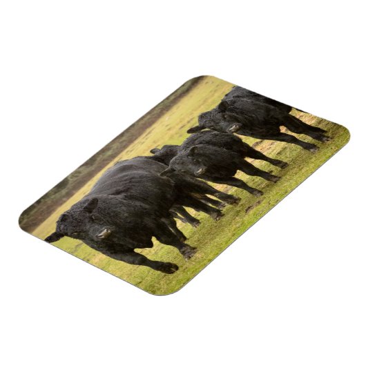 Kühe im Regen Magnet (Linke Seite)