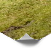 Kühe im Regen Poster (Ecke)