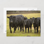 Kühe im Regen Postkarte (Vorne/Hinten)