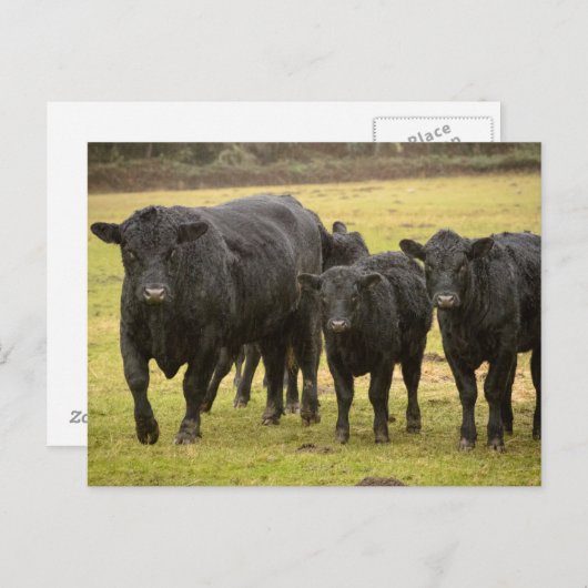 Kühe im Regen Postkarte (Vorne/Hinten)
