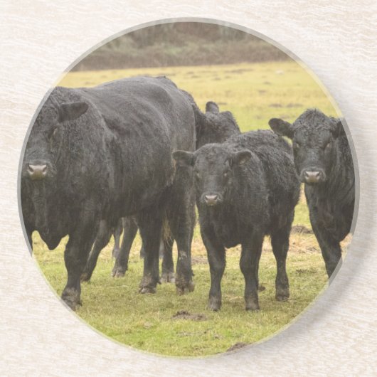 Kühe im Regen Untersetzer (Vorne)