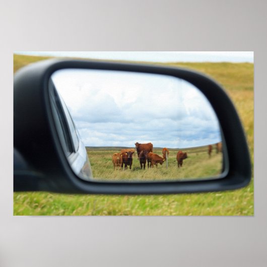 Kühe im Spiegel Poster (Vorne)