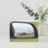 Kühe im Spiegel Postkarte (Stehend Vorderseite)