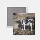 Kühe im Stall 3 Magnet (Vorderseite/Rückseite)