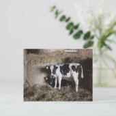 Kühe im Stall 3 Postkarte (Stehend Vorderseite)