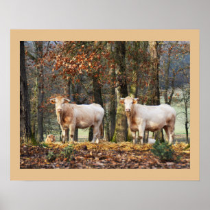Kühe im Wald, Frankreich Poster