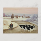 Kühe im Winter Postkarte (Vorderseite)
