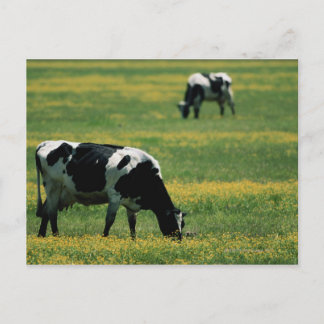 Kühe in Blume Postkarte