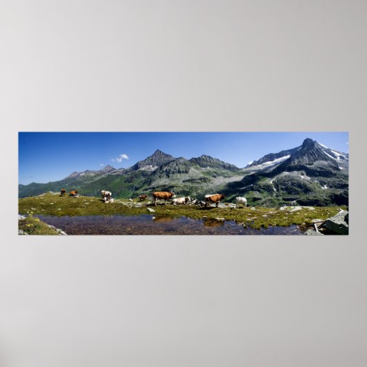 Kühe in den Bergen Poster (Vorne)