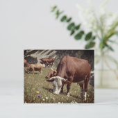 Kühe in den französischen Alpen Postkarte (Stehend Vorderseite)
