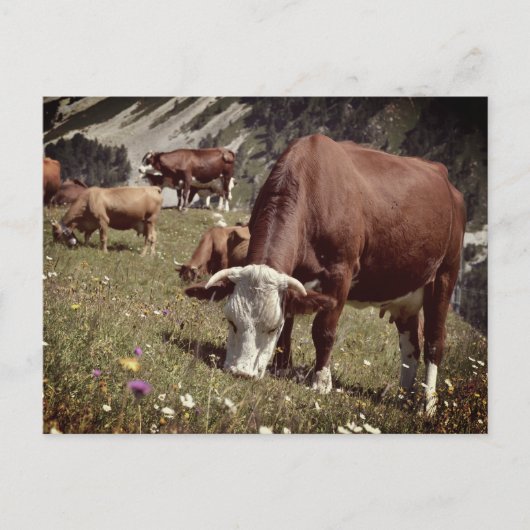 Kühe in den französischen Alpen Postkarte (Vorderseite)