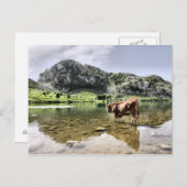 Kühe in den Seen von Covadonga, Asturien Postkarte (Vorne/Hinten)