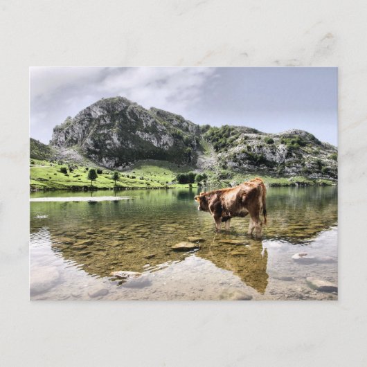 Kühe in den Seen von Covadonga, Asturien Postkarte (Vorderseite)