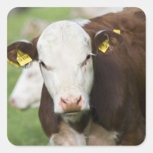 Kühe in der Weide, Nahaufnahme Quadratischer Aufkleber