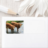 Kühe in Devon field, UK (Insitu)