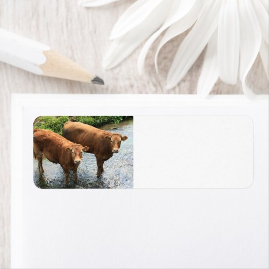 Kühe in Devon field, UK (Insitu)