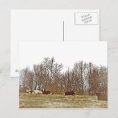 Kühe in einem Feld Postkarte (Vorne/Hinten)