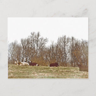 Kühe in einem Feld Postkarte