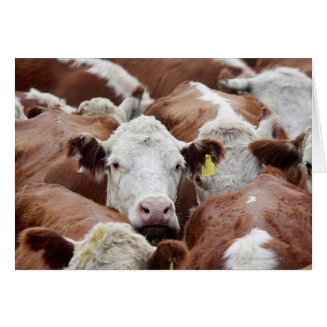 Kühe in einer Koralle (Vorderseite (Horizontal))