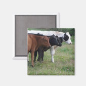 Kühe in einer Reihe Magnet (Vorderseite/Rückseite)