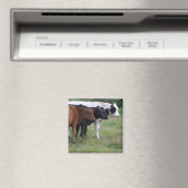 Kühe in einer Reihe Magnet (In Situ (Geschirrspüler))