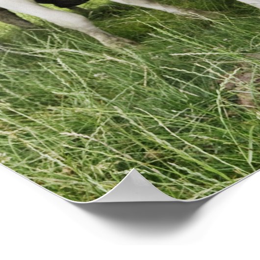 Kühe in einer Reihe Poster (Ecke)