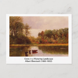 Kühe in einer Wasserlandschaft von Albert B. Postkarte