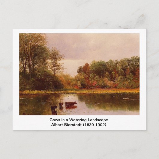 Kühe in einer Wasserlandschaft von Albert B. Postkarte (Vorderseite)