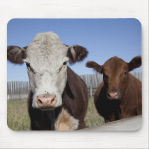 Kühe in eingezäuntem Bereich Mousepad