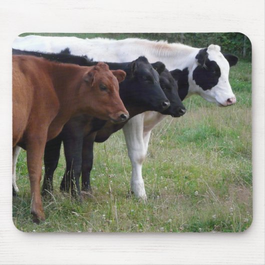 Kühe in Folge Mousepad (Vorne)