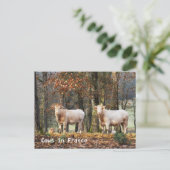 Kühe in Frankreich Postkarte (Stehend Vorderseite)