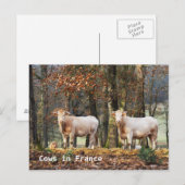 Kühe in Frankreich Postkarte (Vorne/Hinten)