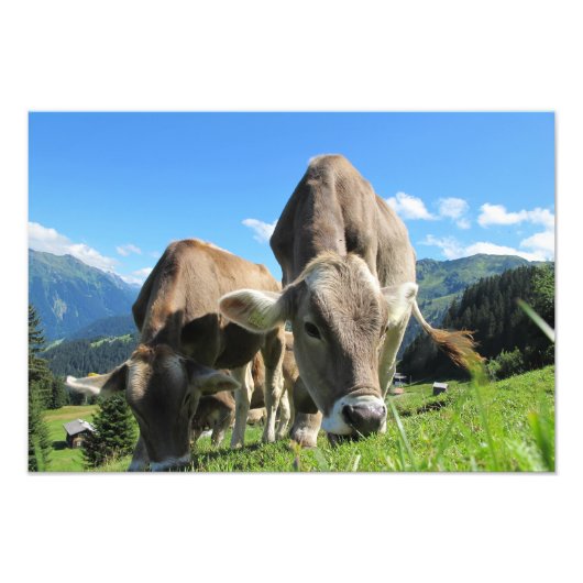 Kühe in Österreich Fotodruck (Vorne)