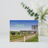 Kühe in Row Rural Ohio Postkarte (Stehend Vorderseite)