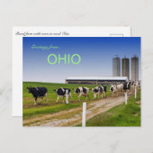 Kühe in Row Rural Ohio Postkarte (Vorne/Hinten)
