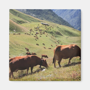 Kühe in Tarentaise Tal - Tarine Rennen Magnet