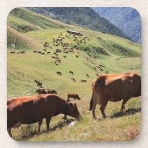 Kühe in Tarentaise Tal - Tarine Rennen Untersetzer
