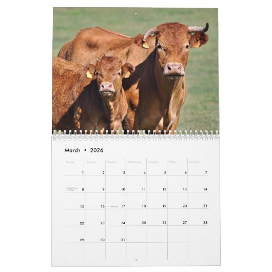 Kühe, Kälber u. Stiere 2016 Kalender (Mär 2026)